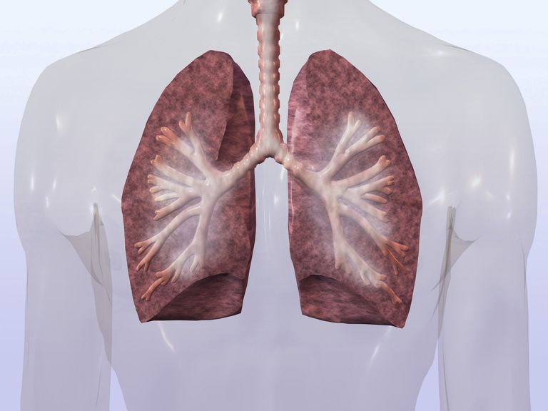 inflammatorisk respons, Formålet lungene, gjentatt eksponering, område halsen