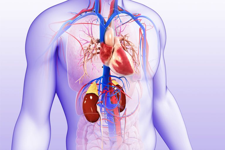 kronisk nyresykdom, Dette betyr, disse organsystemene, hjertesykdom nyresykdom