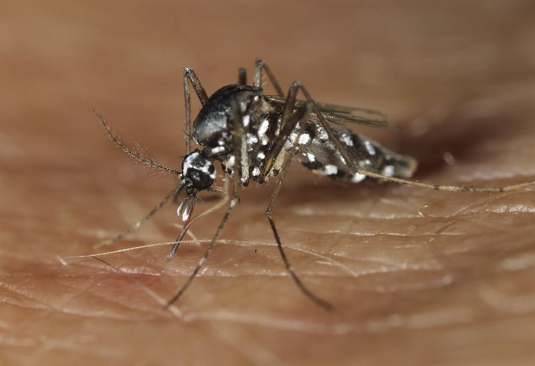 brasilianske regjeringen, kliniske symptomer, Aedes aegypti, Babyer født
