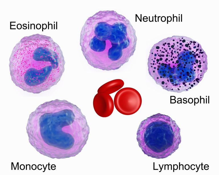 myeloproliferative neoplasmer, hvite blodlegemer, eosinofil leukemi, mutasjonen resulterer