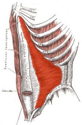 linea alba, bøye ryggraden, Denne muskelen, effektiv abdominal, eksempel ab-øvelse, eksterne skråmuskulaturene