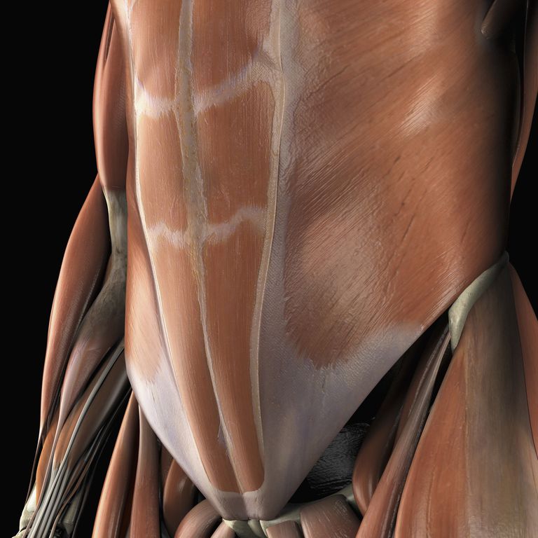 linea alba, bøye ryggraden, Denne muskelen, effektiv abdominal, eksempel ab-øvelse, eksterne skråmuskulaturene