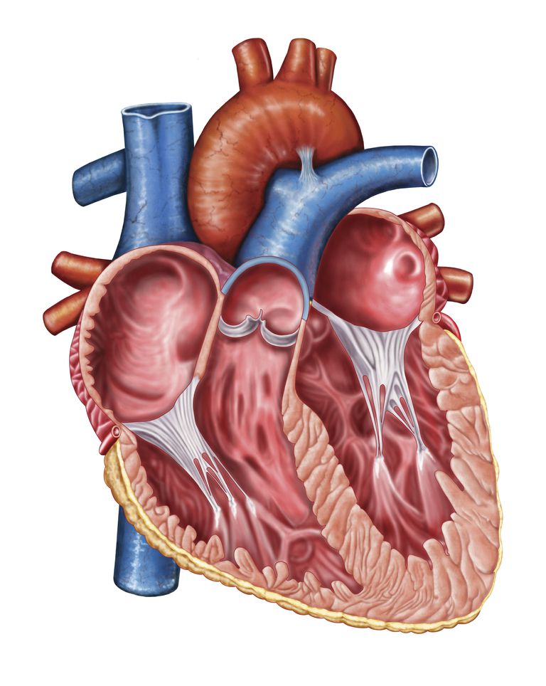 venstre ventrikel, aortisk regurgitasjon, mekaniske ventiler, aortisk oppkast, Akutt aortaoppkastning