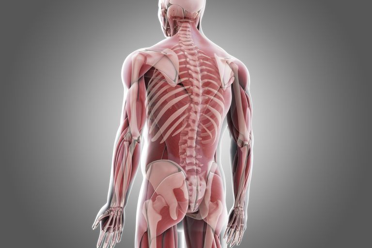 eller skade, Spinal stabilitet, spinal ustabilitet, beveger ryggraden, indre ryggmuskulaturene, musklene dine