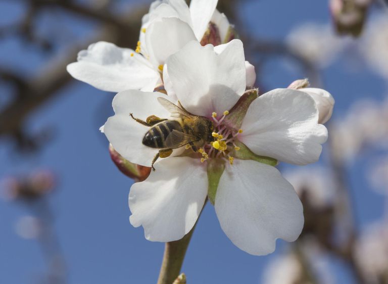 allergi symptomer, bruken pollen, konsultere legen, naturlige rettsmidler, sesongens allergi
