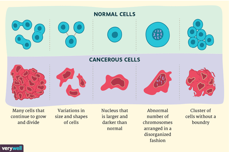 -Normale celler, normale celler, forskjeller mellom, mellom kreftceller
