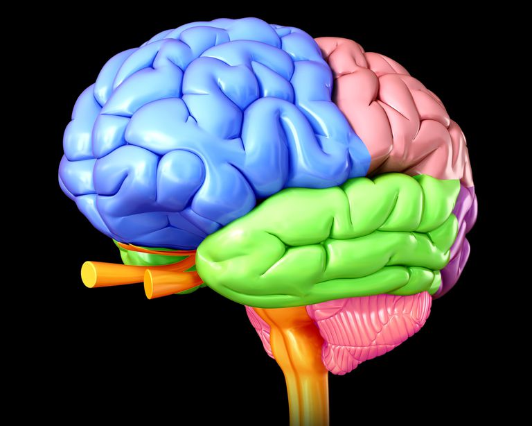 frontal lobe, frontal lobe skade, lobe skade, skade frontalbekken, andre årsaker