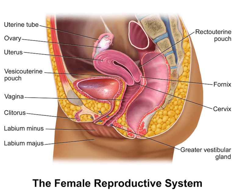 Symptomer inkluderer, fibroid svulster, Ashermans syndrom, eggstokkene dine