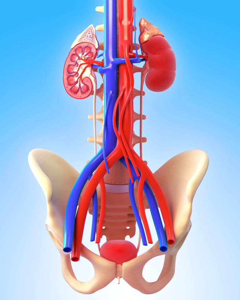 vaskulær tilgang, arterien venen, Arterio venøs, arteriovenøs fistel