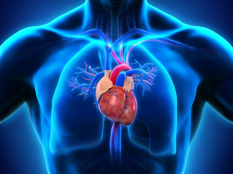 venstre ventrikel, høyre atrium, høyre venstre, kamre ventiler, tilbake hjertet, atriakontrakten åpner