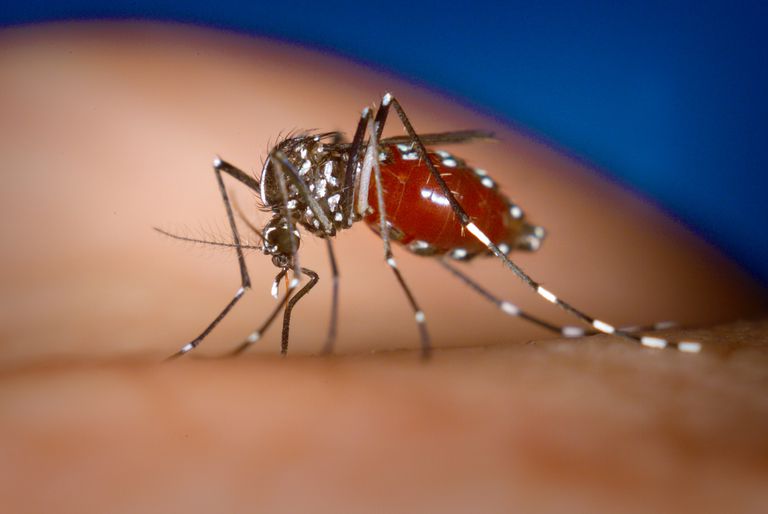 Aedes albopictus, Aedes albopictus mygg, albopictus mygg, Chikungunya Chikungunya