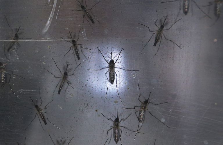 kjent spre, kvitt disse, Aedes albopictus, Aedes Zika, Aedes Zika mygger