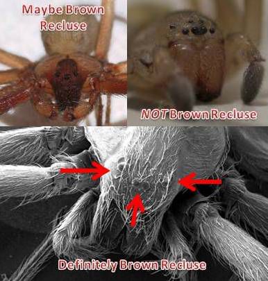brun recluse, brune recluse, brune tilbakeslag, identifisere brun