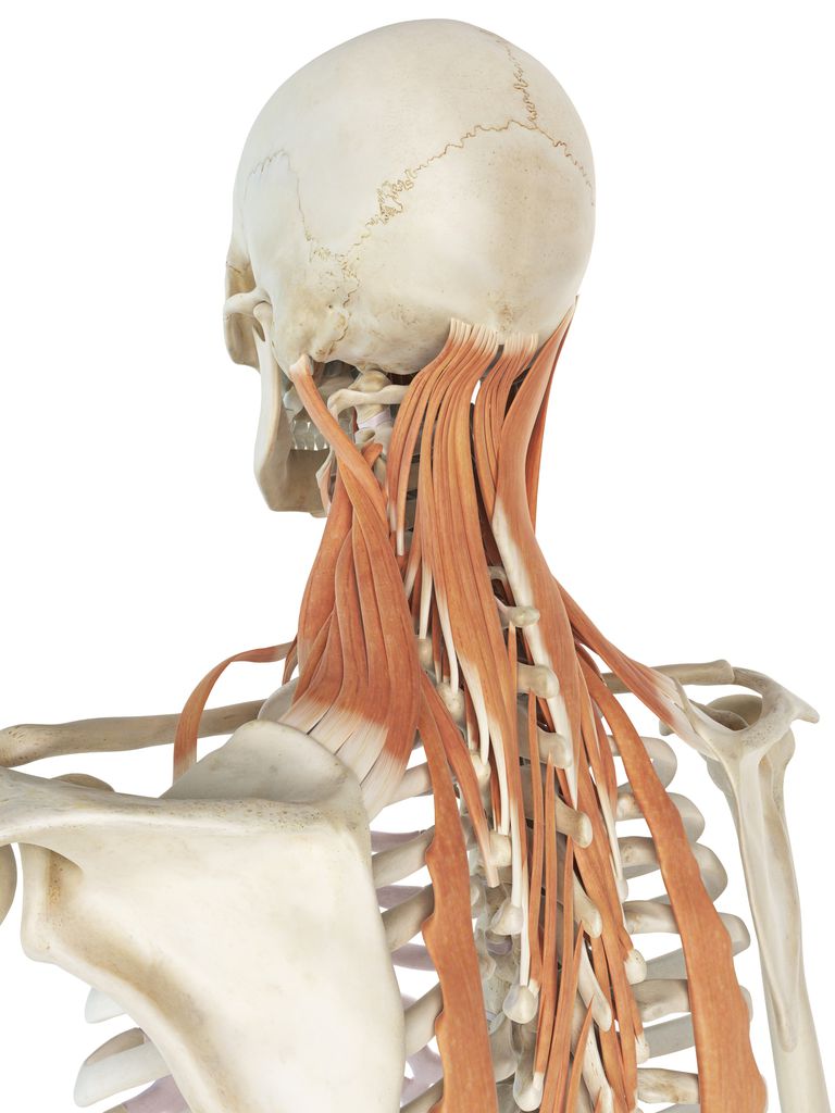 Scapula Muscle, hjørne skulderbladet, innsiden øverste, innsiden øverste hjørne, Levator Scapula