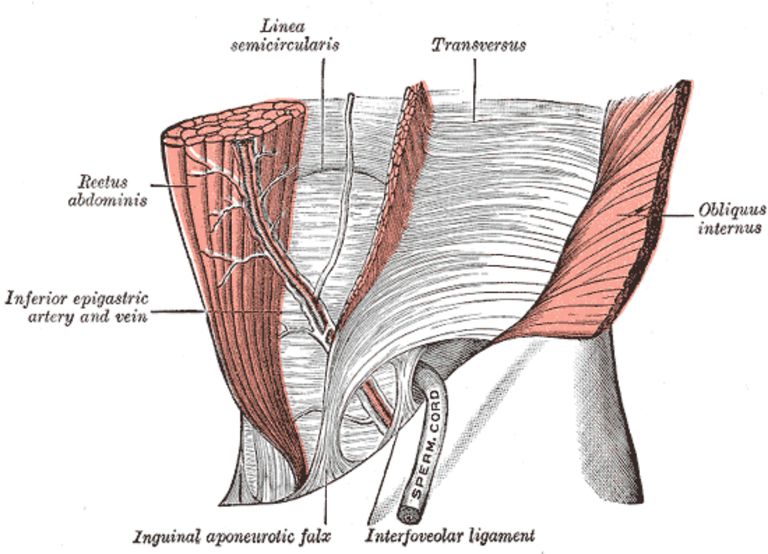 lumbale ryggraden, aktivere TVA-musklene, hold denne, indre organene, isometrisk hold, isometrisk hold denne
