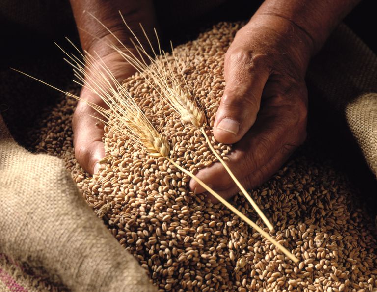 gammel hvete, disse kornene, einkorn emmet, eller mindre, glutenfrie produkter, organisk eller