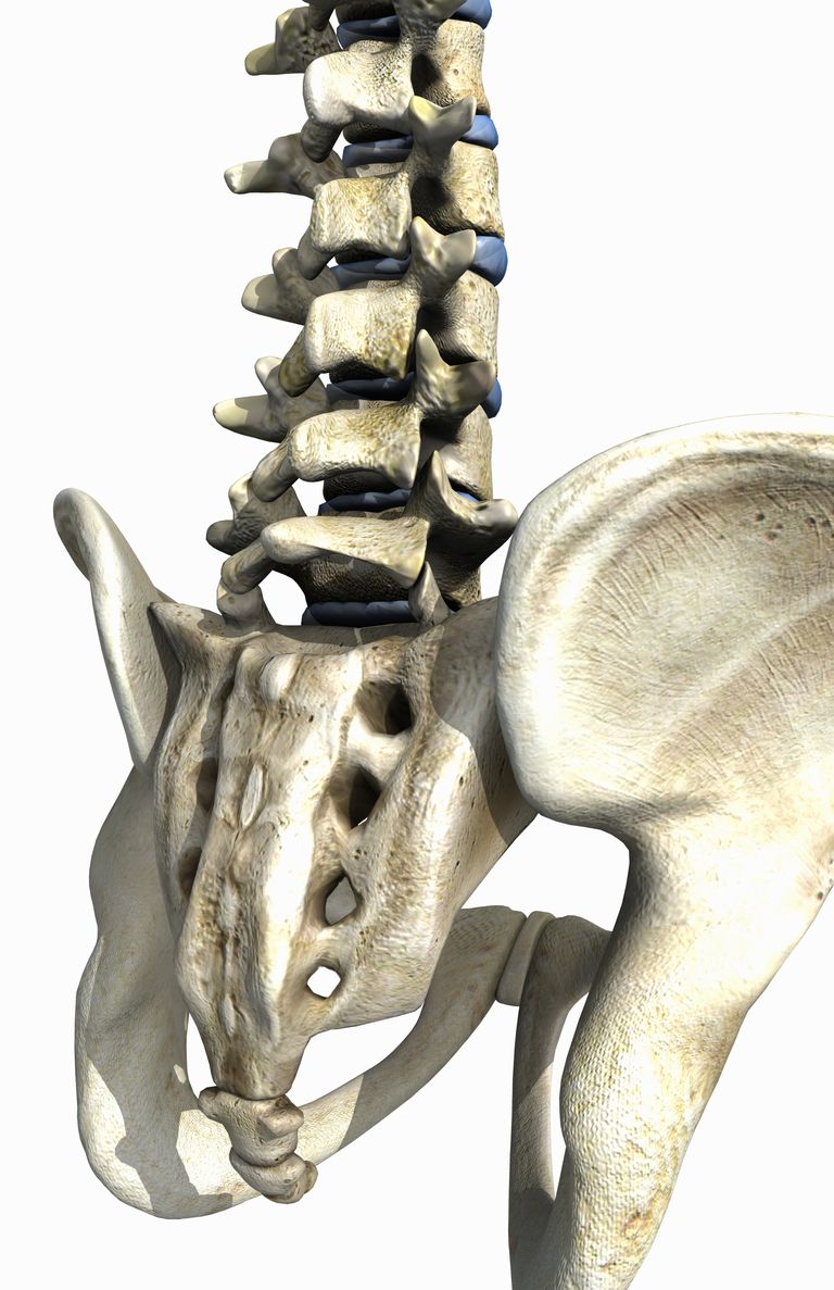 toppen sakrumbenet, lumbale vertebraen, ryggraden bestemmer, ryggraden sitter