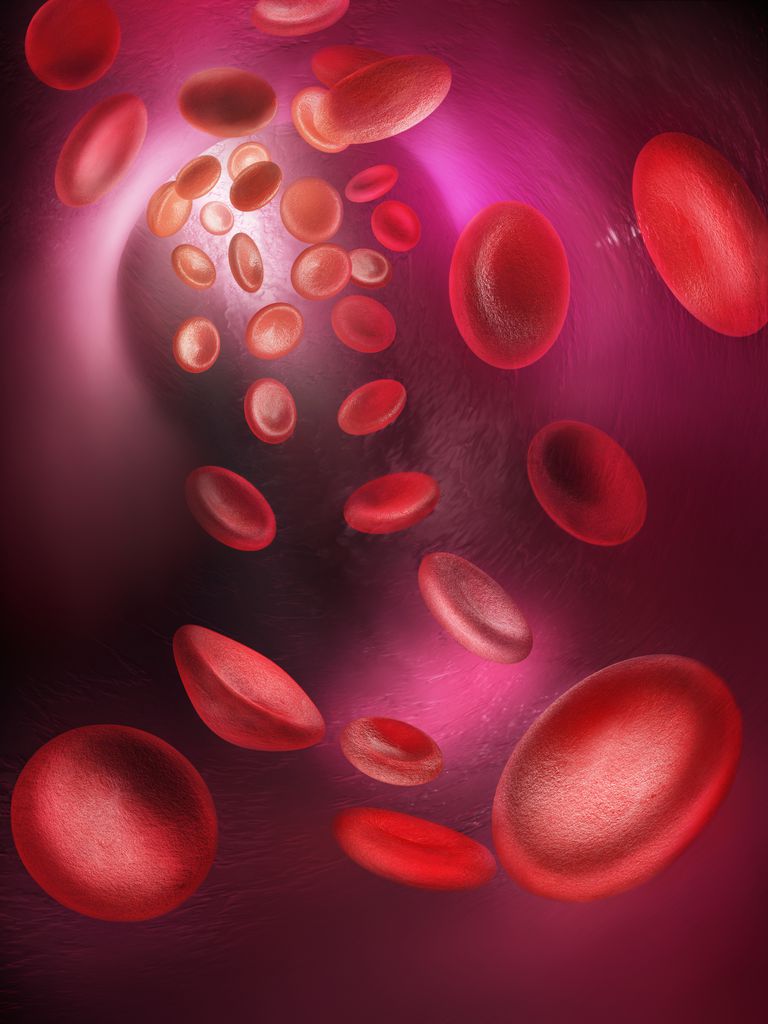 røde blodlegemer, blodlegemer blodplater, blodlegemer eller, blodlegemer eller blodplater, eller blodplater