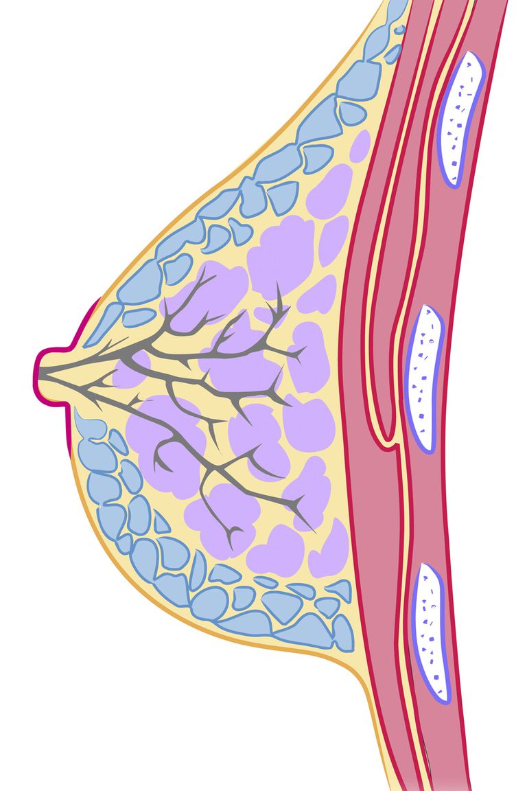 ytre brystet, areola være, brystkreft begynner, brystvorten areola, Cooper Ligaments