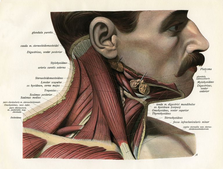fremre trekanten, bakre trekanten, bakre bakre, begge musklene, begge musklene trekker, begge SCM-musklene