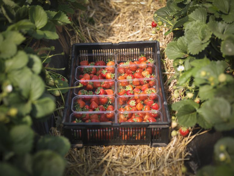 dyrke jordbær, halm hele, ikke alle, ikke korn, jordbær ikke