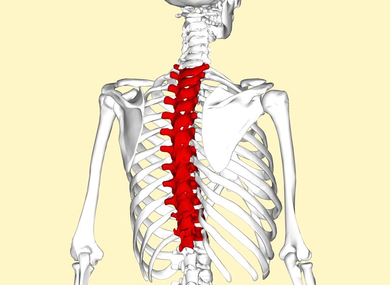 thoraxpine smerter, første thoracic, første thoracic vertebra, thoracic ryggradssmerter, thoracic vertebra, årsaker thoracic