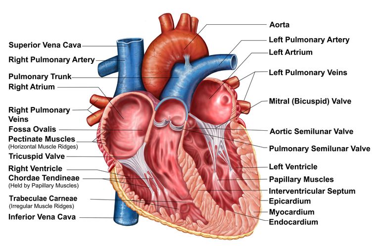 Aortic Valve, åpen hjerteoperasjon, alvorlig tilstand, alvorlige tilfeller, aorta stenose