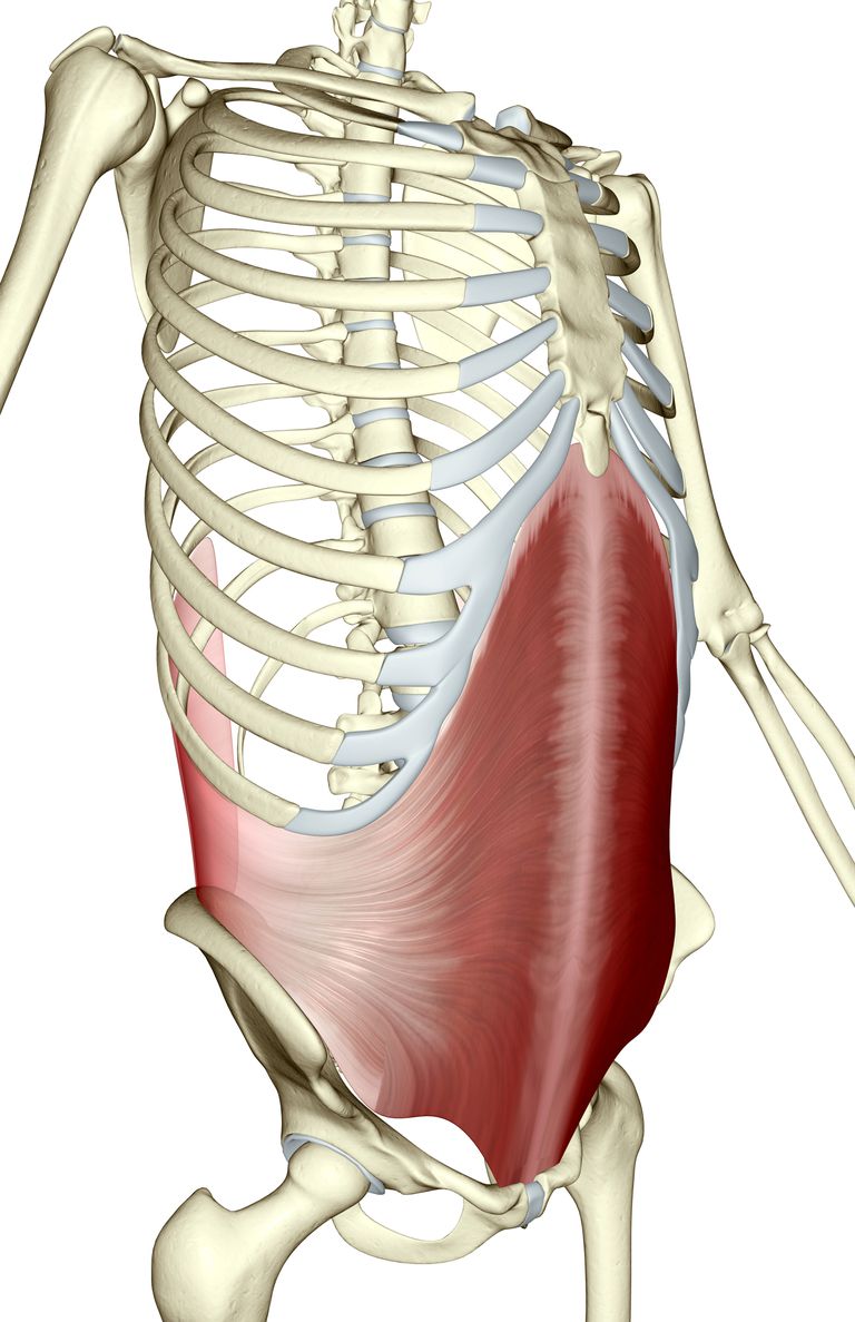 tverrgående bukemuskelen, Denne muskelen, linjen alba, omfatter kjerne, organene befinner, personlige trenere