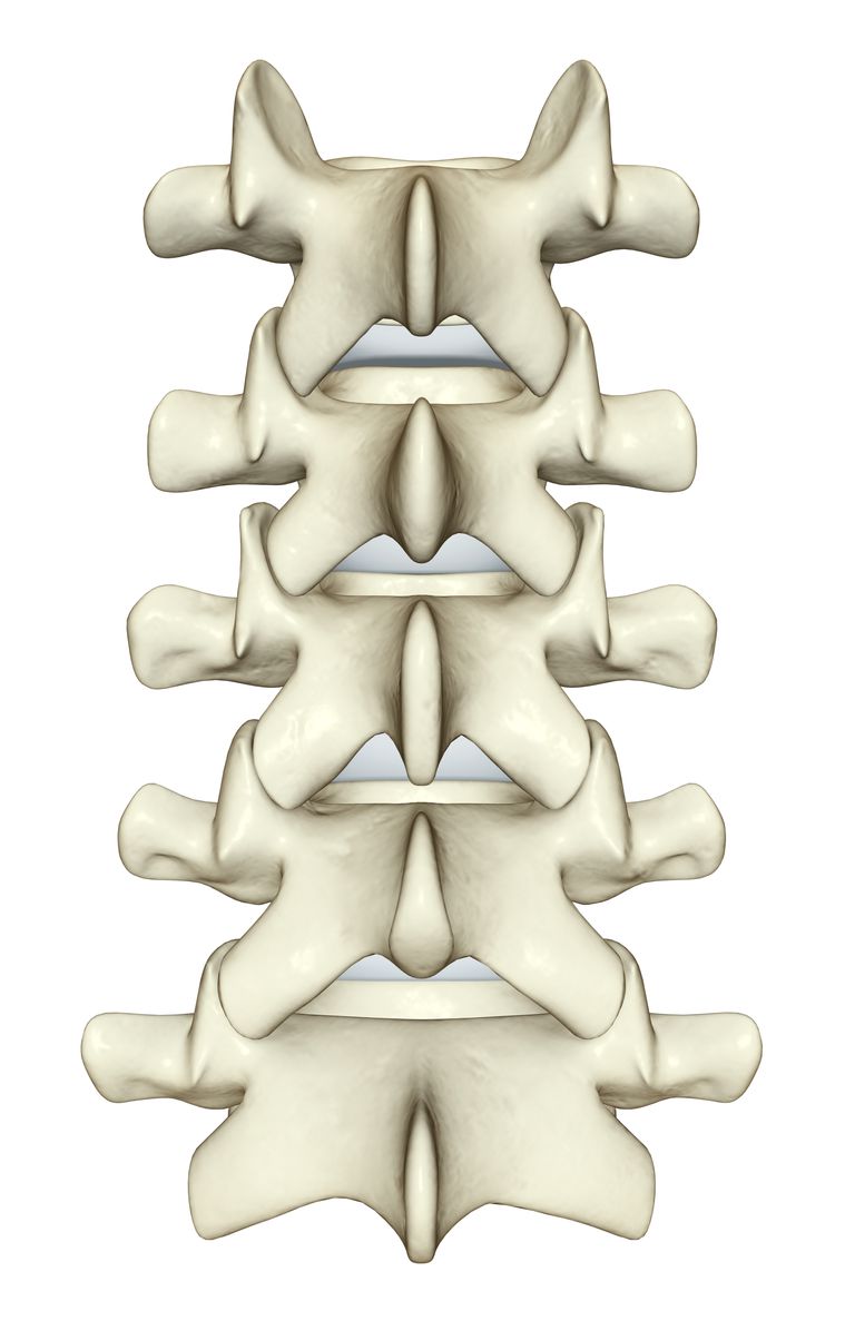 bein kommer, hver side, tverrgående prosesser, artikulære prosesser, baksiden vertebrallegemet, benete ringen