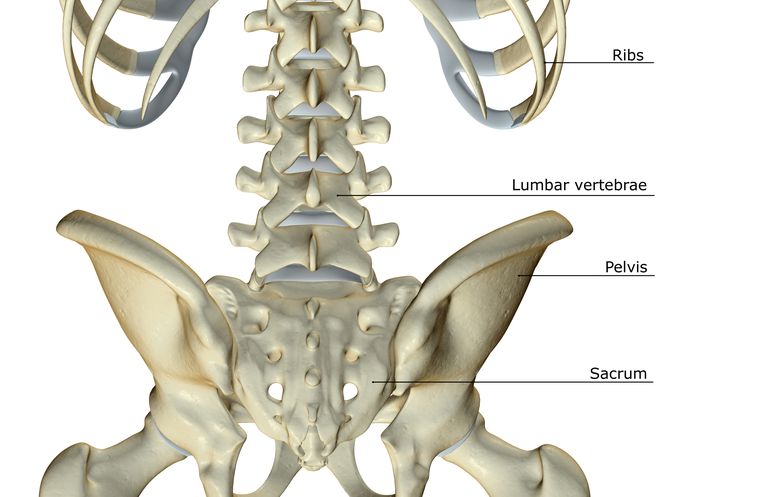 bein kommer, hver side, tverrgående prosesser, artikulære prosesser, baksiden vertebrallegemet, benete ringen