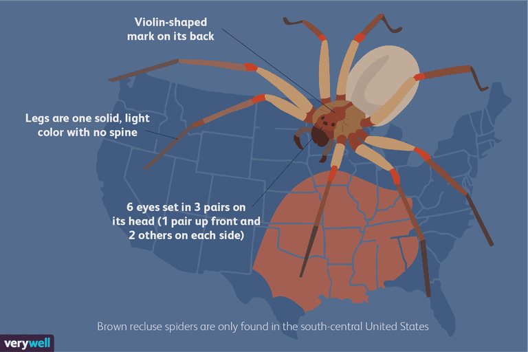 brun recluse, brune tilbakeslag, edderkoppen biter, hvor brune