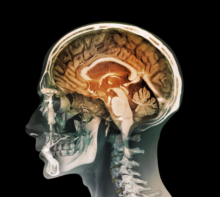 limbic systemet, limbiske systemet, Amygdala kommuniserer, paralimbiske strukturer, flere andre, følelser eller