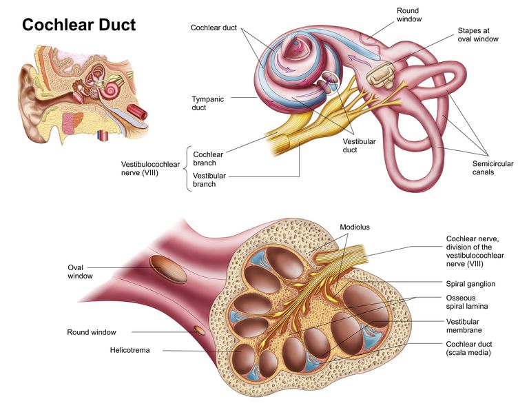 indre øret, behandling symptomer, forårsaker Perilymph-fistel, Fraser test