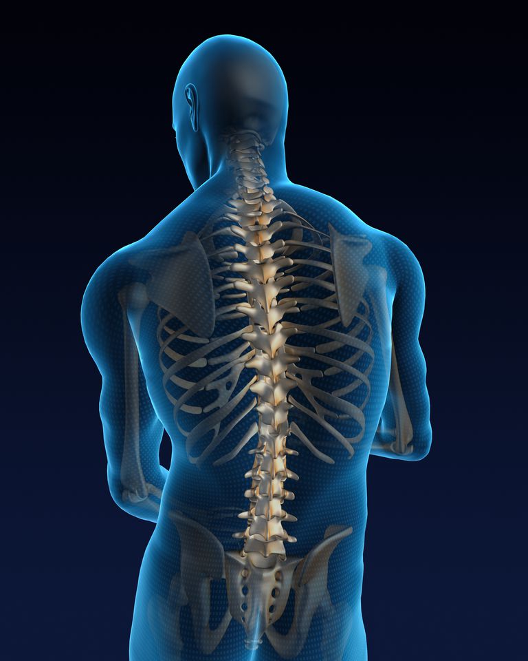 består ryggvirvler, kroppen siden, posisjon ryggraden, ryggraden Ryggraden